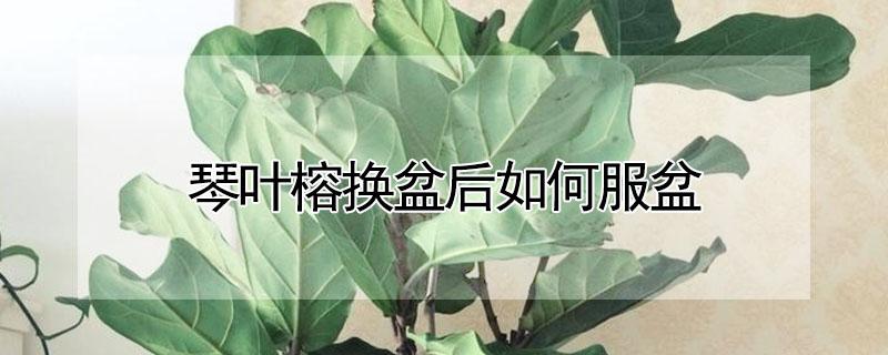 琴叶榕换盆后如何服盆 琴叶榕换盆后叶子局部焦掉