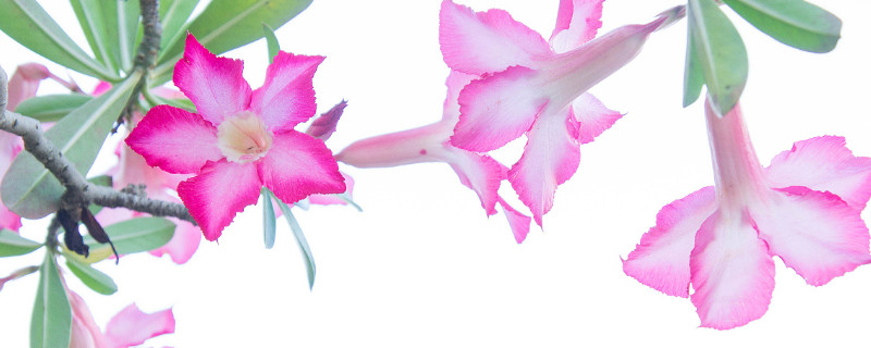 百合杜鹃花怎么养活 百合杜鹃花的养殖方法和注意事项