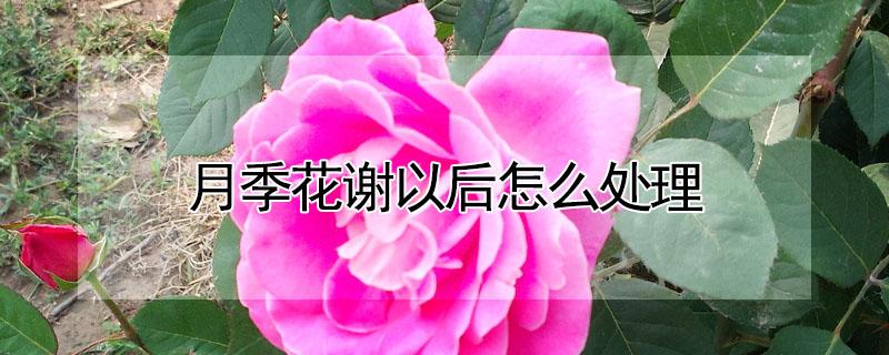 月季花谢以后怎么处理 月季花谢了以后怎么办
