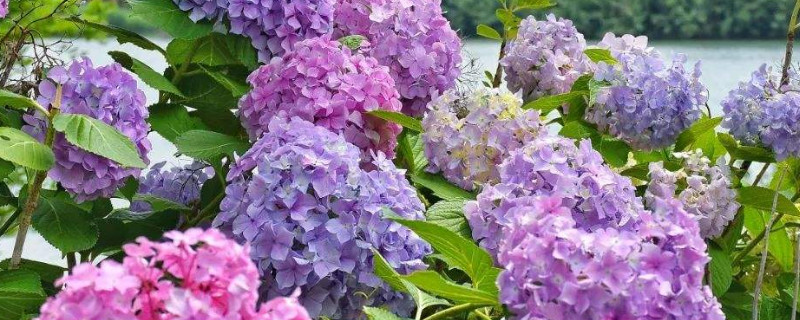 绣球花怕冻吗 绣球花怕冻吗冬天