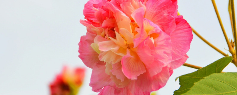 芙蓉花根部发黑是怎么回事（芙蓉花根部发黑是怎么回事啊）