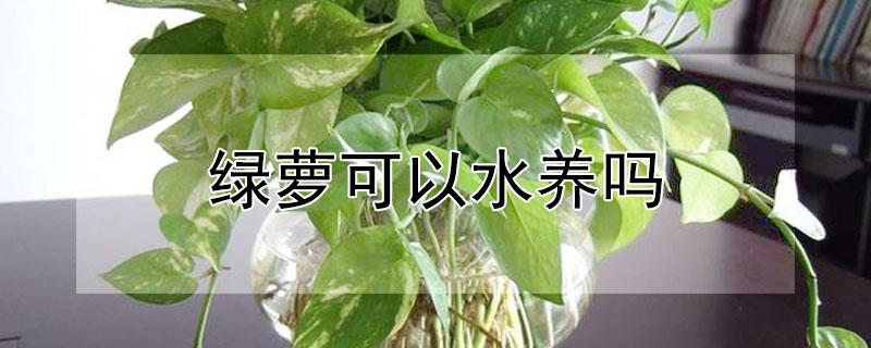 绿萝可以水养吗（绿萝可以水养吗怎么养）