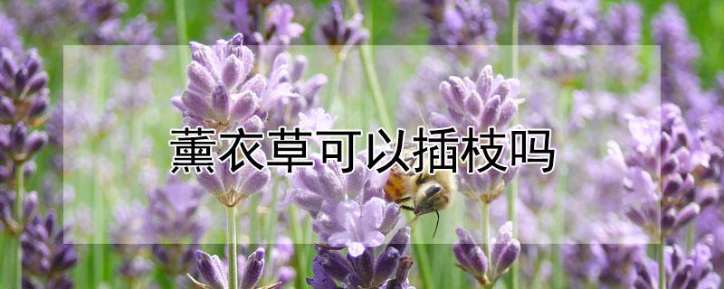 薰衣草可以插枝吗 薰衣草可以插枝吗