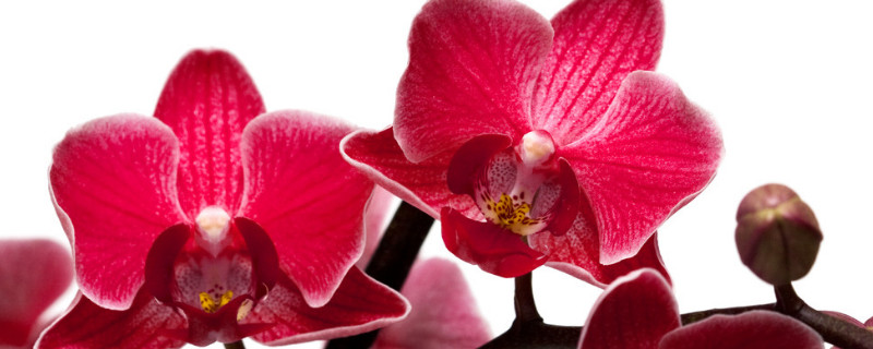 蝴蝶兰养多久才能开花（蝴蝶兰养多长时间能开花）