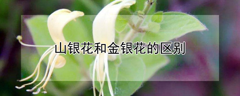 山银花和金银花的区别 山银花和金银花的区别是什么