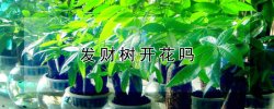 发财树开花吗 发财树开花吗?几年一开花