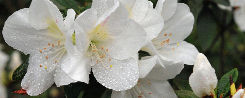 杜鹃花烂根怎么救活（杜鹃花烂根怎么救活求视频）