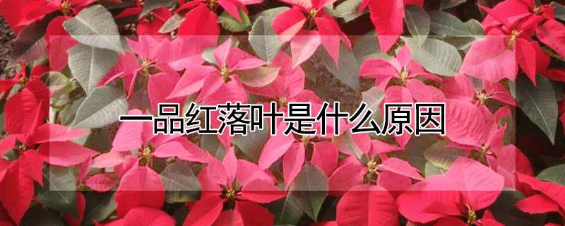一品红落叶是什么原因 一品红落叶子怎么回事
