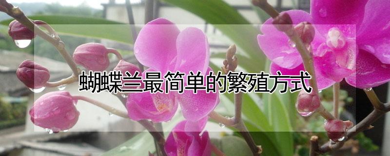 蝴蝶兰最简单的繁殖方式 蝴蝶兰最主要的繁殖方法