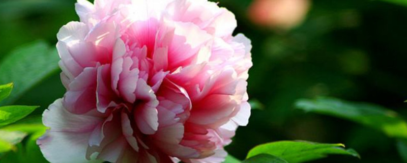 牡丹花养护管理方法（牡丹花养护管理方法和措施）