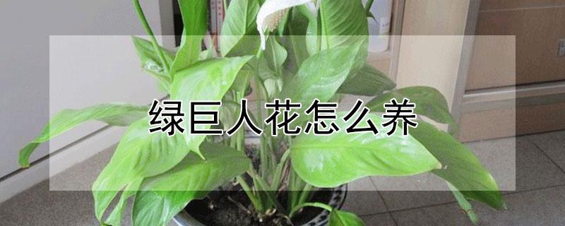 绿巨人花怎么养 绿巨人花怎么养开花吗