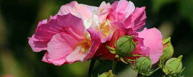 芙蓉花施肥多少为宜（芙蓉花多久施一次肥）