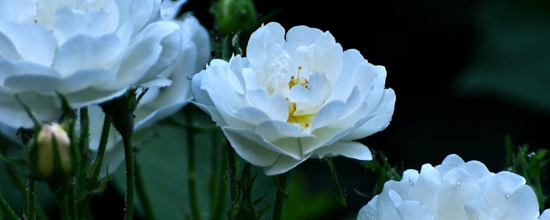 蔷薇花招虫子吗 蔷薇花招虫子吗?