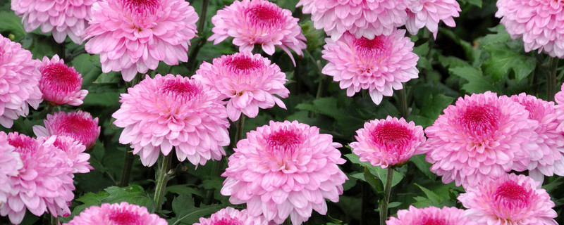 菊花冬天怎么过冬保护 菊花冬季怎么过冬