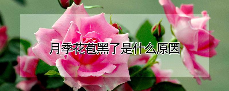 月季花苞黑了是什么原因 月季花苞发黑 干枯