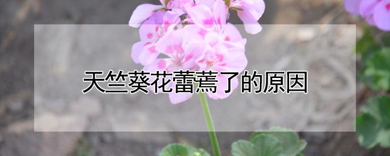 天竺葵花蕾蔫了的原因（天竺葵花蕾枯萎）