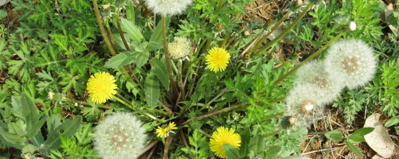 蒲公英几月开花的（蒲公英花几月开花）