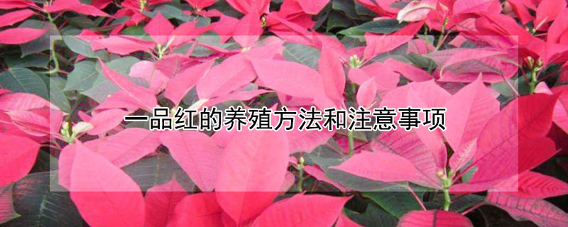 一品红的养殖方法和注意事项 一品红的养殖方法和注意事项 盆栽
