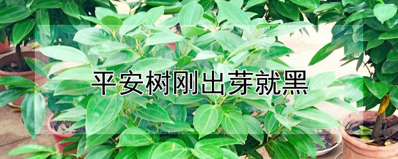 平安树刚出芽就黑 平安树刚发芽就黑