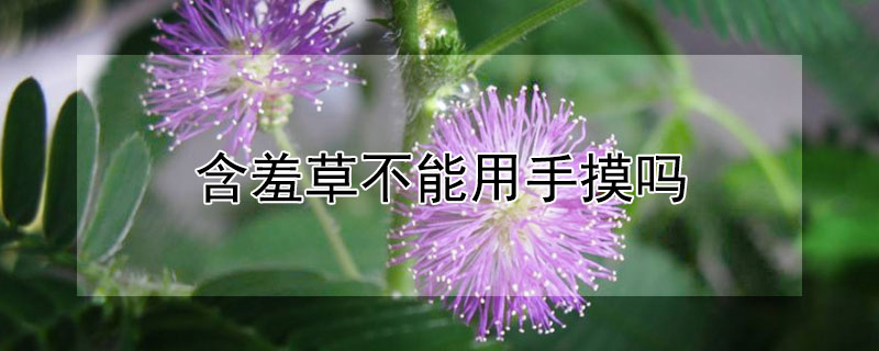 含羞草不能用手摸吗（含羞草不能用手摸吗为什么）