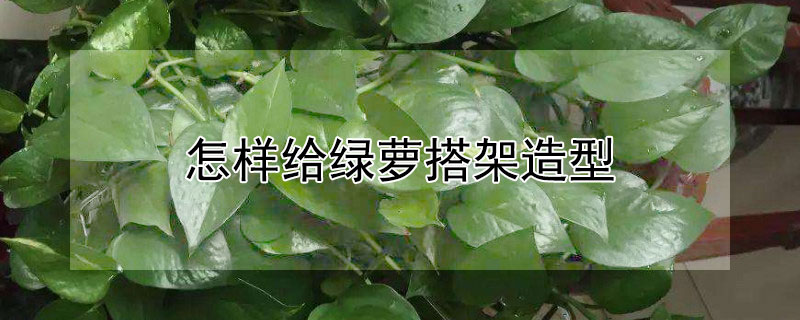 怎样给绿萝搭架造型（怎样给绿萝搭架造型图解）