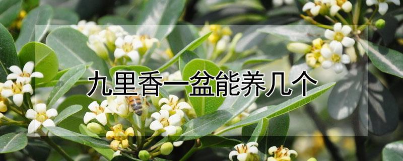 九里香一盆能养几个 九里香一盆栽几颗