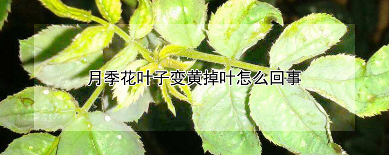 月季花叶子变黄掉叶怎么回事（月季花叶子发黄掉落怎么办）