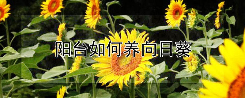阳台如何养向日葵（阳台向日葵的种植方法）