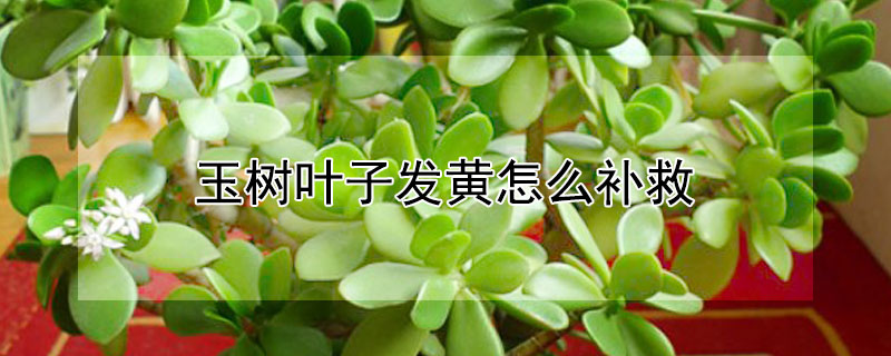 玉树叶子发黄怎么补救 玉树叶子发黄怎么补救方法