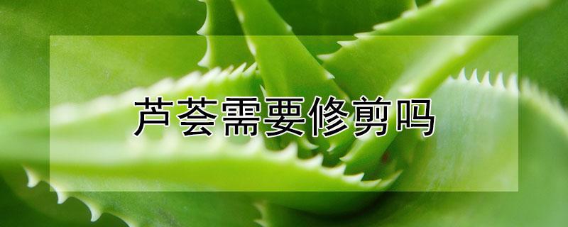 芦荟需要修剪吗（芦荟需要修剪吗视频）