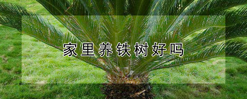 家里养铁树好吗 家里养铁树好吗放在哪里风水最好