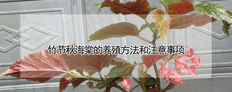 竹节秋海棠的养殖方法和注意事项 竹节秋海棠花语是什么?