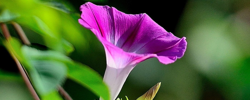牵牛花开花后要修剪吗（牵牛花开完花怎么处理）