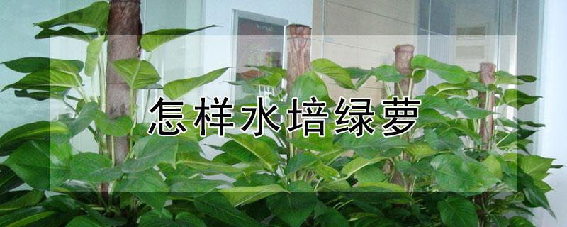 怎样水培绿萝（怎样水培绿萝快速生根发芽）
