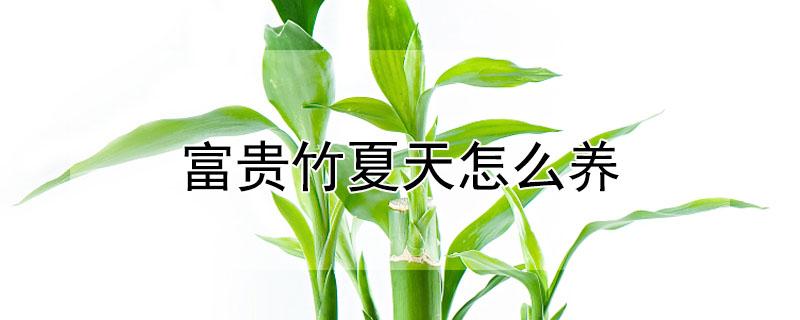 富贵竹夏天怎么养（富贵竹夏天怎么养护）