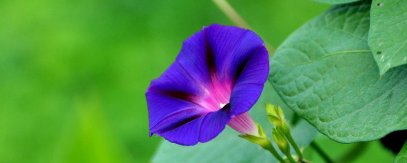 牵牛花枯死的原因（牵牛花枯萎的原因）