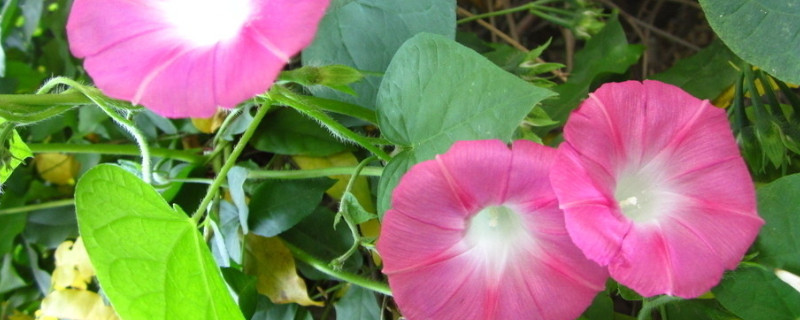 牵牛花夏天可以发芽么（牵牛花夏天可以发芽么视频）