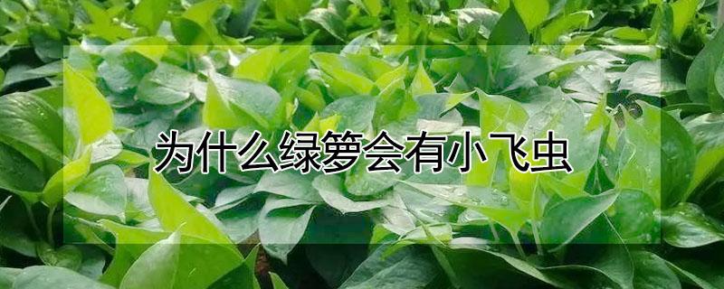 为什么绿箩会有小飞虫（为什么绿箩会有小飞虫呢）