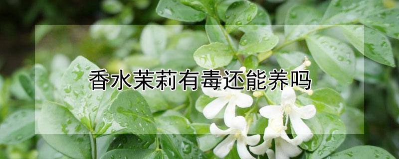香水茉莉有毒还能养吗 香水茉莉有毒还能养吗图片