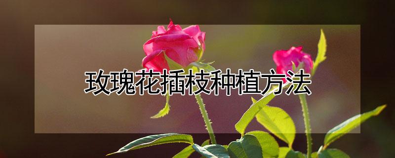 玫瑰花插枝种植方法 玫瑰花插枝种植方法视频