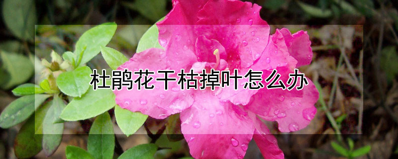 杜鹃花干枯掉叶怎么办（杜鹃花干枝掉叶怎么办）