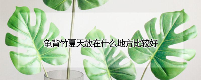 龟背竹夏天放在什么地方比较好（龟背竹 夏天）