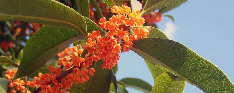 桂花是什么季节开的（桂花是什么季节开的答案）