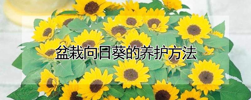 盆栽向日葵的养护方法 盆栽向日葵的养护方法视频