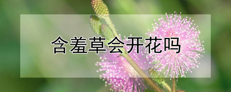 含羞草会开花吗 含羞草会开花吗是什么样子