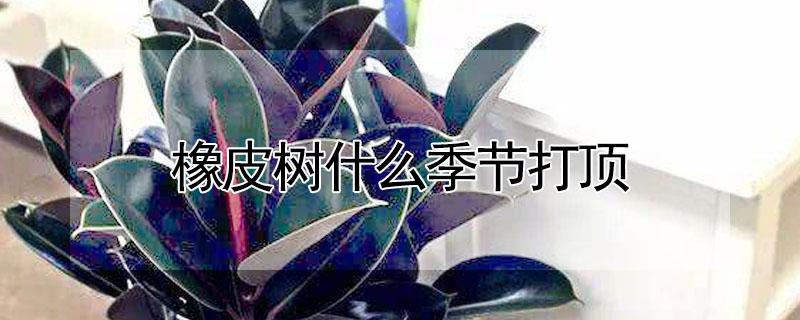 橡皮树什么季节打顶 橡皮树什么季节打顶最好