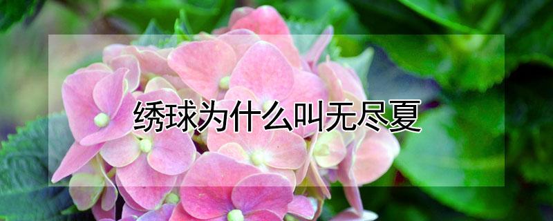 绣球为什么叫无尽夏（绣球和无尽夏,到底有什么区别?）
