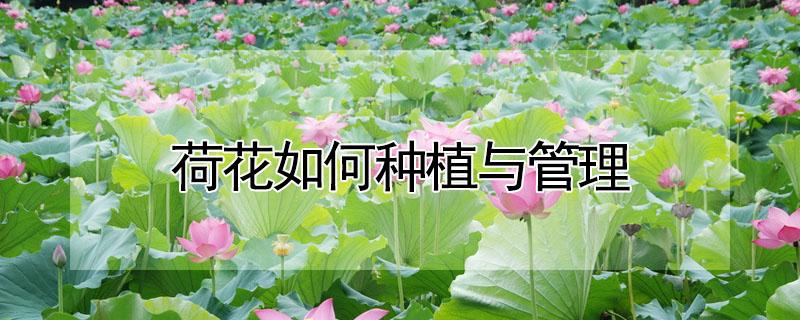 荷花如何种植与管理 荷花要怎么种植方法