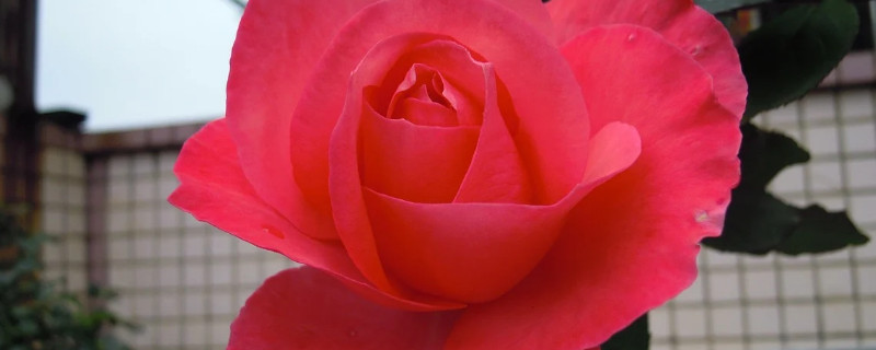 月季花快死怎么处理 月季花死亡的原因及症状