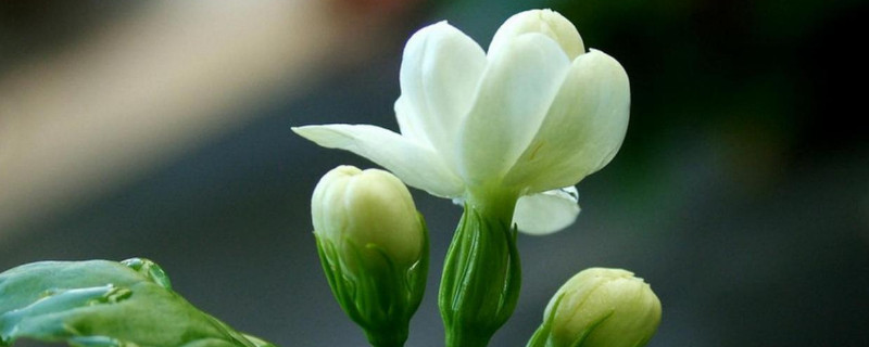 茉莉花的养护注意事项 茉莉花的养护注意事项和禁忌